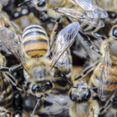 Honeybee Swarms: What To Do When You See One