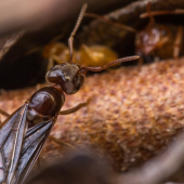 Termite Swarms? Maybe Not... 