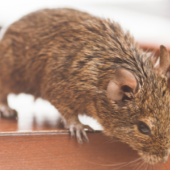 Your Urban Office Building Probably Has Mice