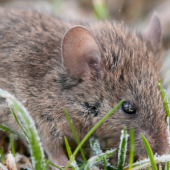 Mild Winters Lead To Booming Mice Populations