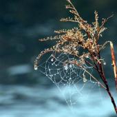 How Do Spiders Survive Winter In New England?