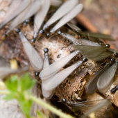 Termites swarming on a log