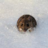 Winter Pests To Watch Out For In New England