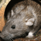 Are Urban Rats the Same as Rural Rats?