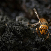 Asian Giant Hornets in the US: Here’s the Scoop from the Pros
