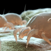 Bed Bugs vs. Dust Mites: What's the Difference?