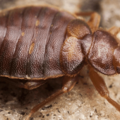 Do Bed Bugs Have a Season?