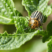 Do Some Plants Attract More Pests than Others?