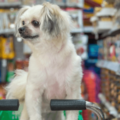 Dogs Aren't the Only Ones Who Love Pet Stores