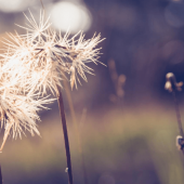 For the Love of Bees, Let Your Weeds Grow