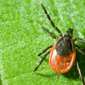 How Common is Lyme Disease in New England?