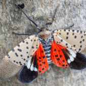 Invasive spotted lanternfly