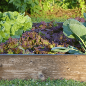 Keeping Pests Out of Your Veggie Garden