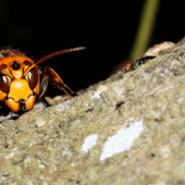 Meet the Asian Giant Hornet: aka ‘Murder Hornet’