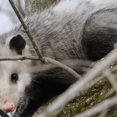 Opossums: Friends or Pests?