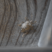 Pro Tips on Cleaning Up Stink Bugs