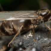 Image of a queen ant