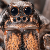 Seeing Spiders? You’re Not Alone.