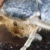 Close-up image of a silverfish