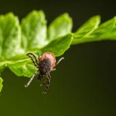 The Best Way to Naturally Reduce the Tick Population in Your Yard