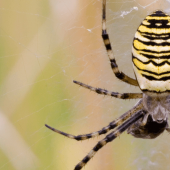 The Real Debate: Are Spiders Bugs?