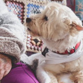 A small dog sitting with a senior citizen in a retirement community