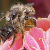 Bees on a flower engaging in unromantic acts