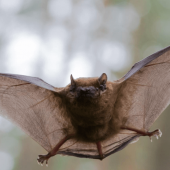 What Do Bats Have to Do with Coronavirus?