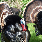 What Do Turkeys Have to Do with Pest Control?