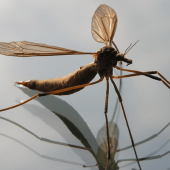 What's With the Giant Mosquitoes?