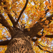 A tree with fall foliage 