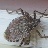 Why Stink Bugs Invade Every Year (And What You Can Do About It)