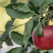 Worm in Your Apple? Meet the Top 3 Orchard Pests