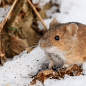 8 DIY Tips for Keeping Winter Pests Out