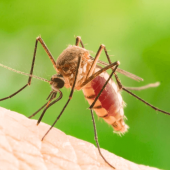 8 Mosquito Myths Debunked