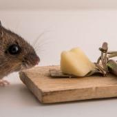 Mouse sitting beside a mouse trap loaded with cheese