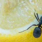 Close-up of ant on a lemon