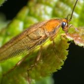 Close-up of cockroach resting on a plant