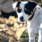 Close-up of dog walking among leaves