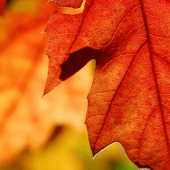 A lady beetle on a bright red autumn leaf