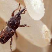 Bugs in Your Rice? Meet the Weevil.