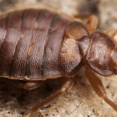 A close-up image on a bed bug.