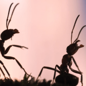 Don't Wait for the Ants to Come Marching in