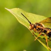Close-up photo of a cicada killer