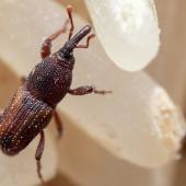 Close-up of a weevil amid a pile of rice
