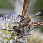 Close-up of a grass-carrying wasp
