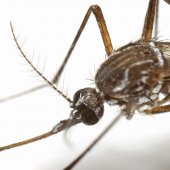 Finding Mosquitoes in the Winter? Here’s Why.