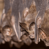 How Much Do Bats Really Help Control the Mosquito Population?