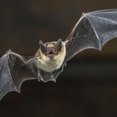 How to Deal with Bats in the Winter Months