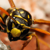 A wasp perched on its nest.